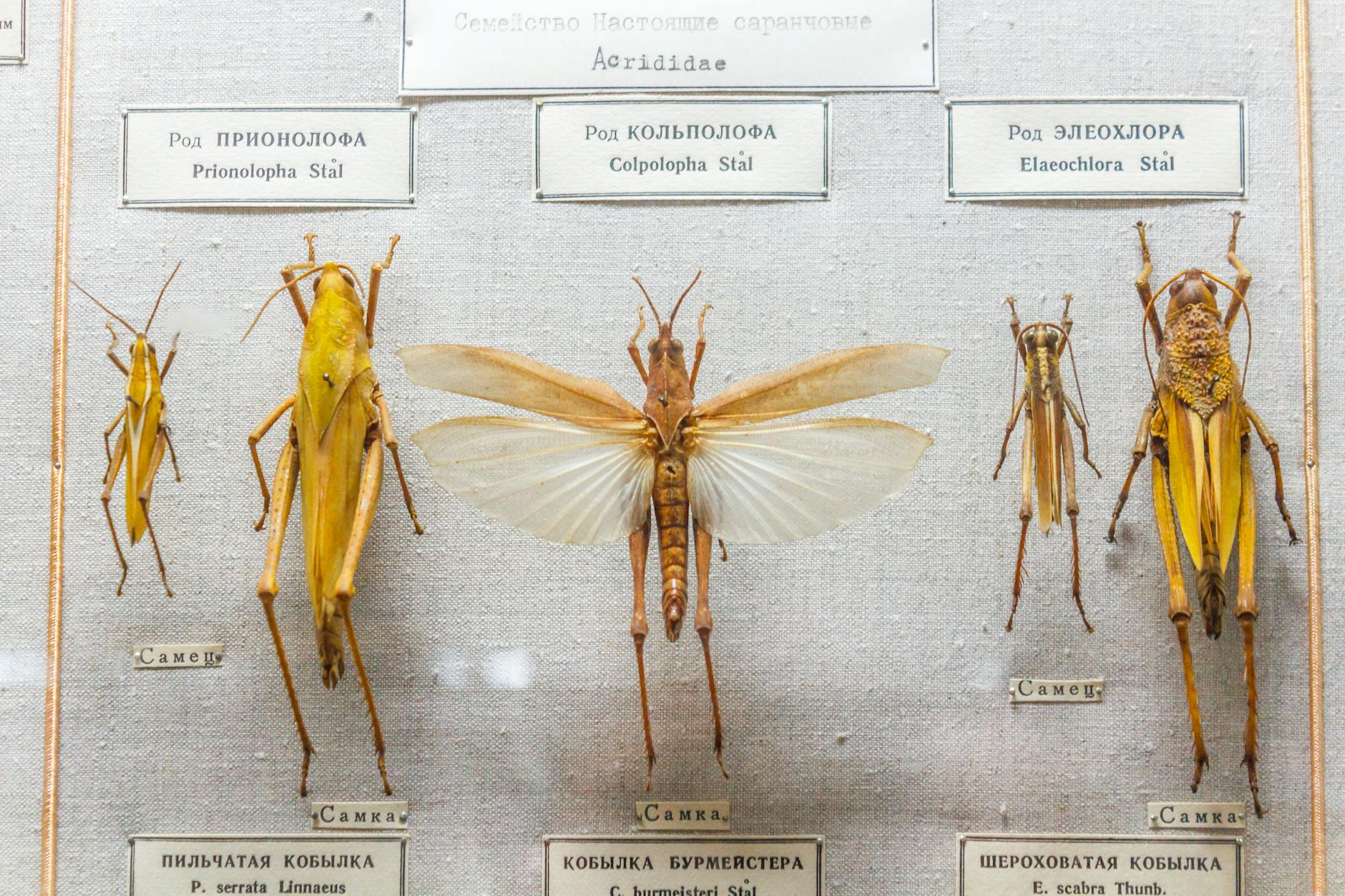 Mecz Ruch Chorzów - Stal Mielec, wynik 2-1 dla gospodarzy z Chorzowa